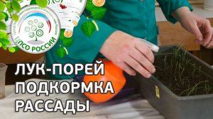 Как подкормить лук-порей. Выращивание лука. Внекорневая подкормка лука-парея.