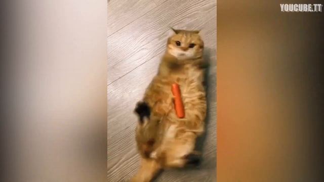 Мышка сосиска Туч-ту-туч! Новый мем, Подборка приколов #49 смотреть онлайн