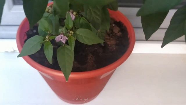 Острый перец Чили.Уход за острым перцем.Чили на подоконнике.Перец.Комнатные растения.Цветы.Startup4 смотреть онлайн