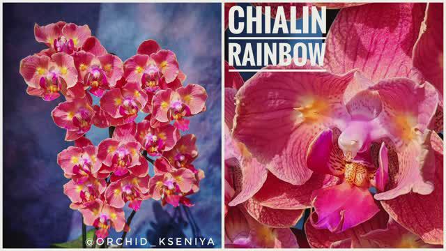 Phal. Chialin Rainbow 🌈 Яркая азиатская орхидея бабочка Чиалин Рэйнбоу🌸 Домашнее цветение красавиц смотреть онлайн