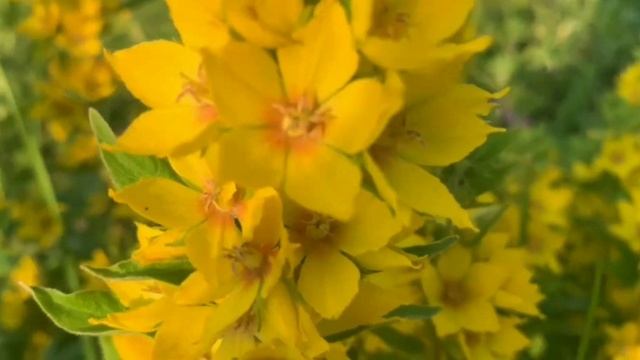 Blooming flowers /КРАСИВЫЙ НЕПРИХОТЛИВЫЙ МНОГОЛЕТНИК ДЛЯ САДА /ВЕРБЕЙНИК /Lysimachia punctata смотреть онлайн