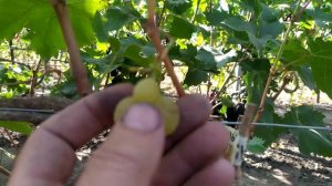 Виноград Солнышко