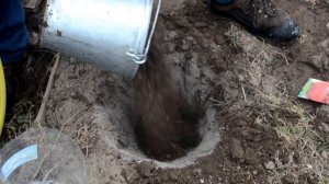 Посадка томата безрассадным способом в теплицу зимой