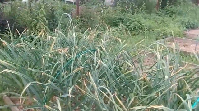 Забыли отрезать стрелки у чеснока. Можем остаться без урожая смотреть онлайн