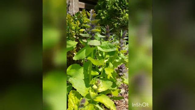 В саду у Ирины #сад #частныйдом #люблюцветы #весна смотреть онлайн