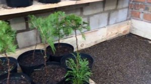 Выращивание туи из семян в зимней теплице - увеличиваем срок вегетации сеянца. Туя из семян