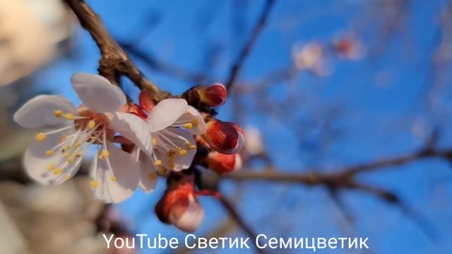 Цветёт ранний сорт абрикос. Цветение абрикос. Футаж. смотреть онлайн