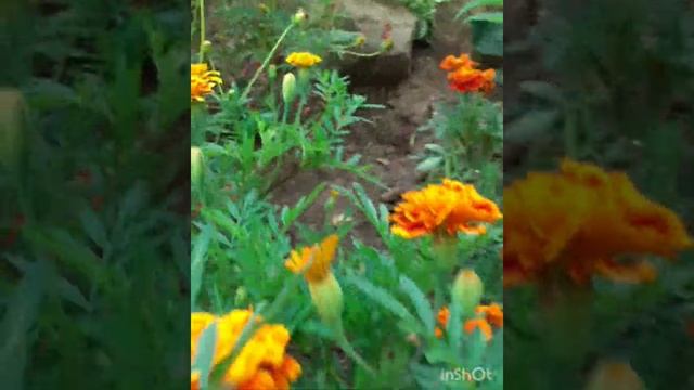 Бархатцы.Польза для здоровья.Marigold. Benefit for health. смотреть онлайн