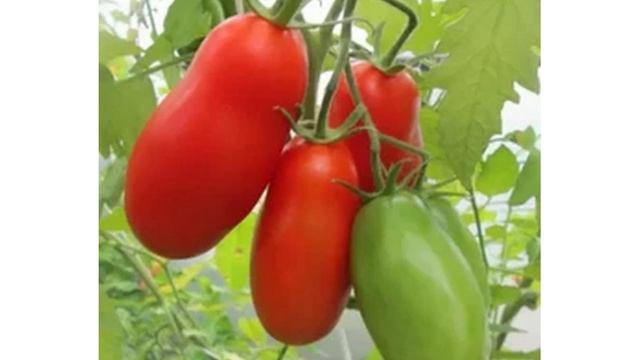 Семена коллекционных сортов томатов для посевного сезона 2021 4- я часть смотреть онлайн