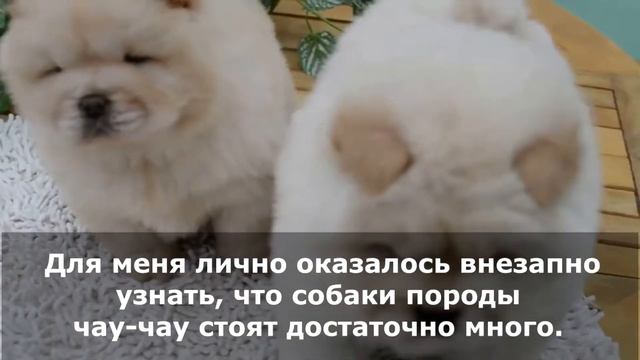 Эти породы собак самые дорогие смотреть онлайн