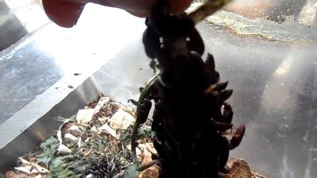 Мучные черви и жуки поедают рыбу. смотреть онлайн