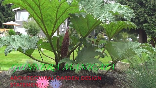 Gunnera Manicata Plant - Architectural Garden Design Statement смотреть онлайн