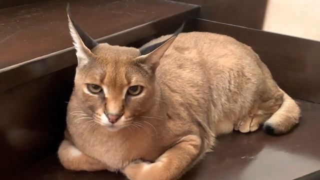 Анталья. Дикая красавица. Кошки в Турции. смотреть онлайн