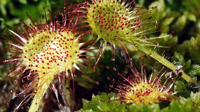 День разноцветных букетов. Красивые и удивительные виды цветов. смотреть онлайн