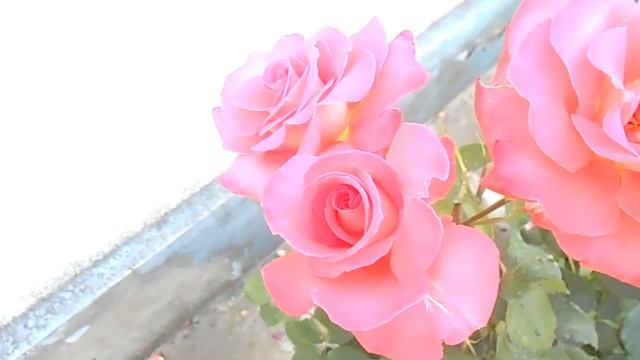 Чайная роза розового цвета - Tea rose pink смотреть онлайн