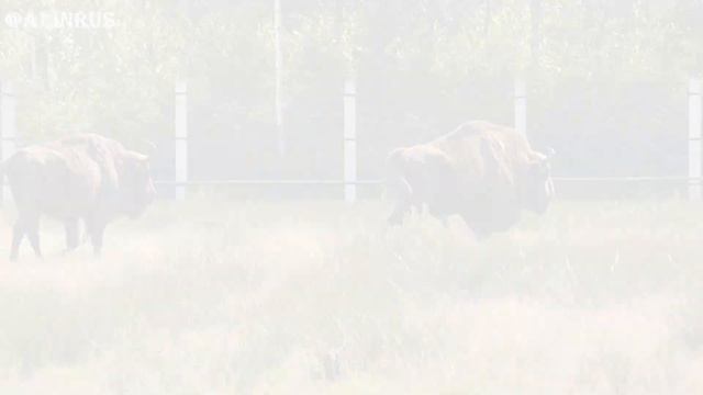 БРЕСТ ГЛАЗАМИ ТУРИСТА. ДОСТОПРИМЕЧАТЕЛЬНОСТИ БРЕСТА смотреть онлайн