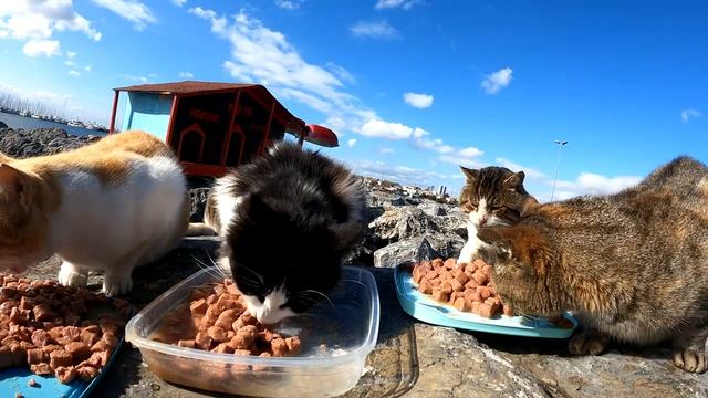 This Tom Cat is Bigger than the Cat House. Adorable Paws is on the Cat Island. смотреть онлайн