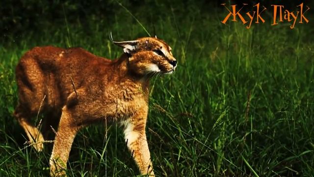 САМЫЕ РЕДКИЕ ПОРОДЫ ДОМАШНИХ КОШЕК. смотреть онлайн