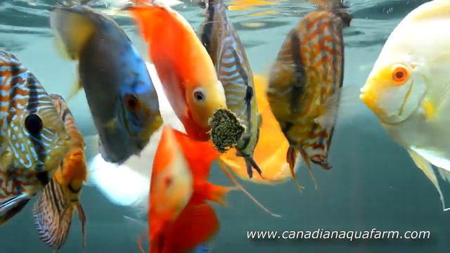 One of the most beautiful fish in the world: DISCUS. Feeding, HOW TO. Красивая рыба Дискус. смотреть онлайн