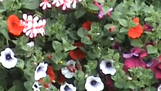 Hanging Baskets Of Flowers смотреть онлайн