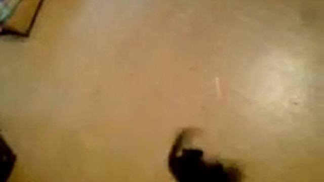 Котэ и лазер смотреть онлайн