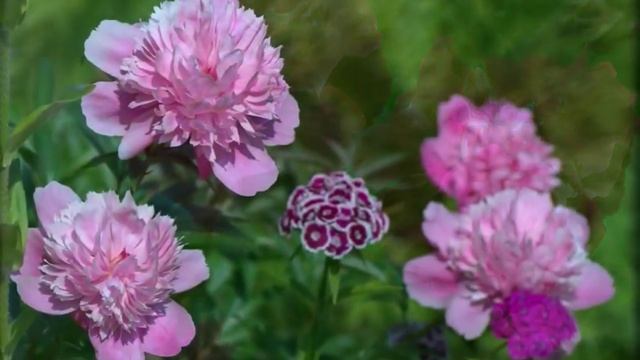 Цветы. Яркая полянка смотреть онлайн
