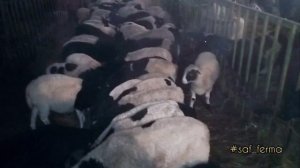 Помеси барана дорпера с романовской и катумскими овцами, поколение f3, f4