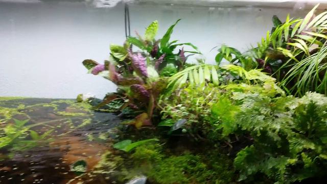 Paludarium Biotop 150x60x60 Update 2 смотреть онлайн