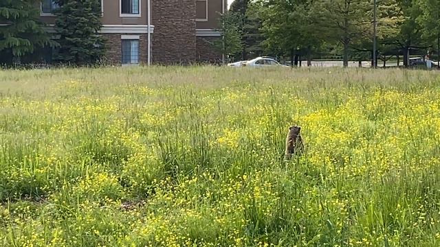 Розы расцвели смотреть онлайн