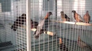 Голуби Тюмени - 72tv.ru