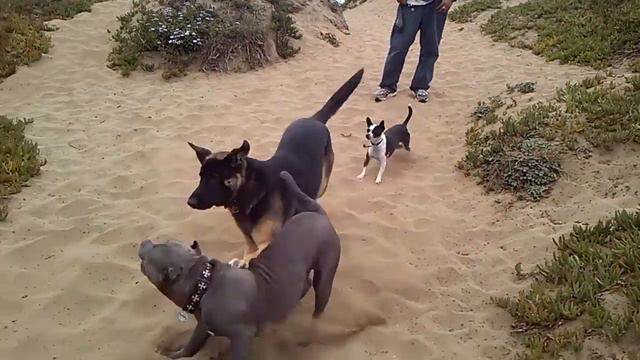 GERMAN SHEPHERD & PIT BULL FIGHT AT SF BEACH смотреть онлайн