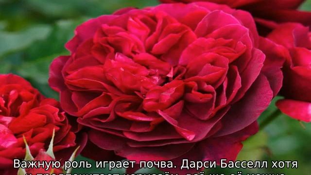 Роза Дарси Басселл смотреть онлайн