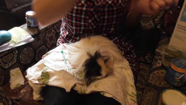 Лечение морской свинки /Уход за больной свинкой смотреть онлайн