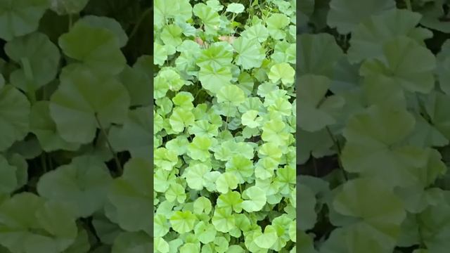 Los gatitos divirtiéndose🫶🏻😻❤️ #fyp смотреть онлайн