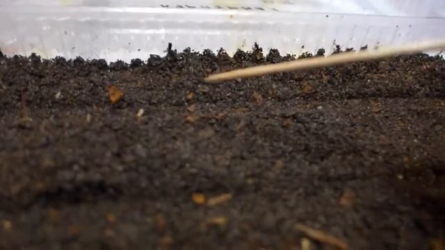 Как и когда посеять многолетнюю ромашку Крейзи Дейзи. смотреть онлайн