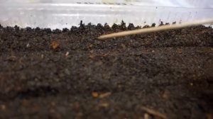 Как и когда посеять многолетнюю ромашку Крейзи Дейзи.