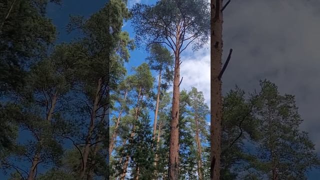 Карелия 2024. Небо Карелии. Июль 2024г.mp4 смотреть онлайн