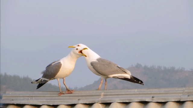 А я еду за туманом