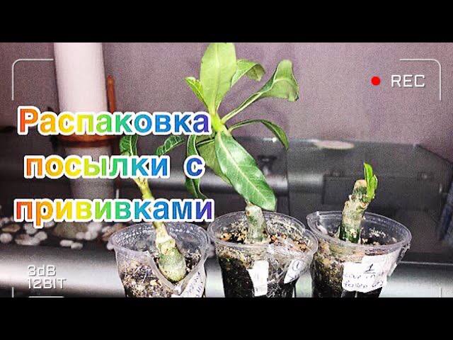 Адениум. Распаковка посылки с прививками смотреть онлайн