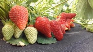 Клубника АЗИЯ, побила все рекорды урожая прошлых лет!