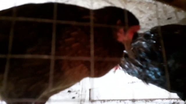 жизнь в деревне /мои животные /пробуем свою скумбрию"копченую"/поход в "светофор"/сама себе хозяйка смотреть онлайн