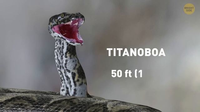 14 Ancient Monsters Terrified Even Dinosaurs смотреть онлайн