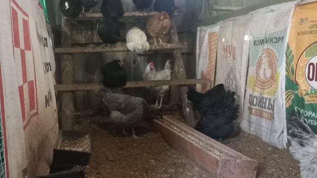 куры которые несут цветное яйцо смотреть онлайн