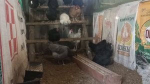 куры которые несут цветное яйцо