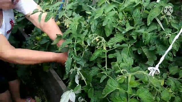 Обзор детерминантных томатов, которые растут в экстремальных условиях.