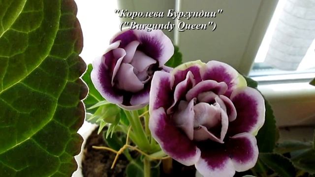 Красавицы глоксинии.Вишневая Метель,Королева Бургундии,Есения, Сударушка,Анжелика,Шаганэ,Сон о любв смотреть онлайн