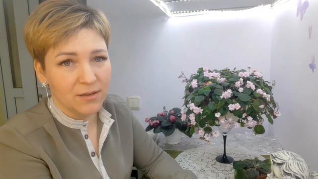 Сосудистый бактериоз у фиалки. Магазин фиалок в Одессе 0983891416 Люстдорфская дорога 152/6