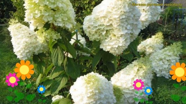 Гортензия метельчатая. Краткий обзор, описание характеристик hydrangea paniculata magical moonlight смотреть онлайн
