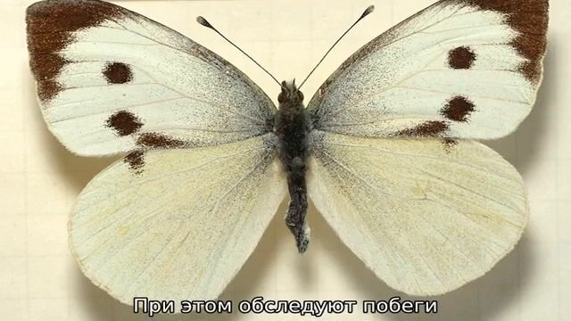 Капустница (гусеница) смотреть онлайн