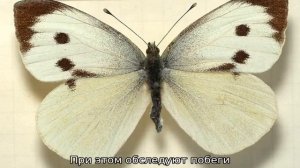 Капустница (гусеница)